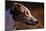 Greyhound Portrait-Adriano Bacchella-Mounted Photographic Print