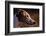 Greyhound Portrait-Adriano Bacchella-Framed Photographic Print