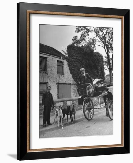 Greyhound Racing Dogs Being Walked-null-Framed Photographic Print