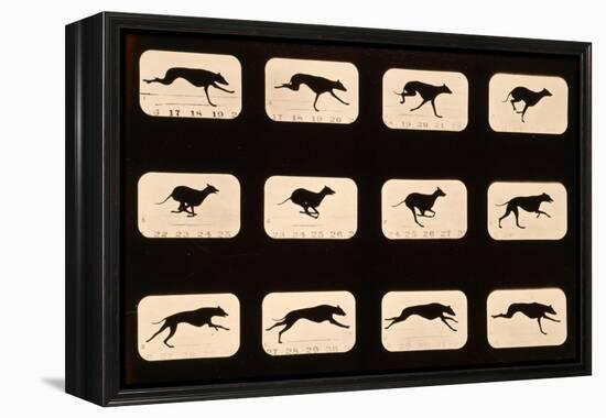 Greyhound, Running 'Animal Locomotion' Series, C.1881-Eadweard Muybridge-Framed Premier Image Canvas