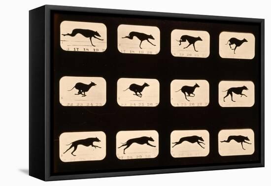 Greyhound, Running 'Animal Locomotion' Series, C.1881-Eadweard Muybridge-Framed Premier Image Canvas