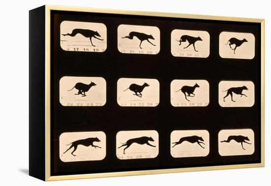 Greyhound, Running 'Animal Locomotion' Series, C.1881-Eadweard Muybridge-Framed Premier Image Canvas