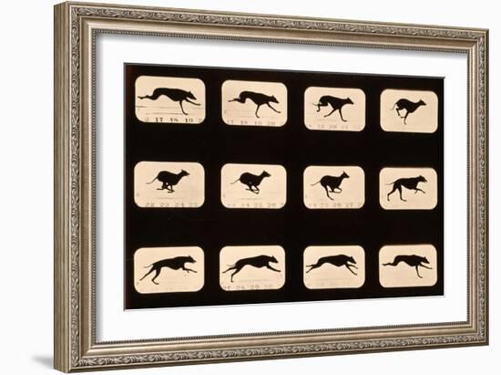 Greyhound, Running 'Animal Locomotion' Series, C.1881-Eadweard Muybridge-Framed Giclee Print