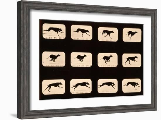 Greyhound, Running 'Animal Locomotion' Series, C.1881-Eadweard Muybridge-Framed Giclee Print