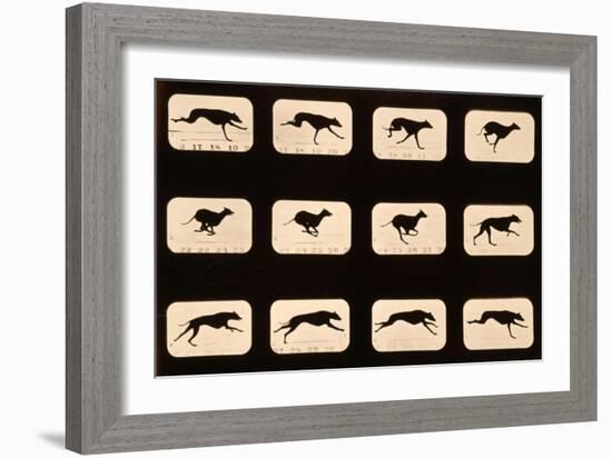 Greyhound, Running 'Animal Locomotion' Series, C.1881-Eadweard Muybridge-Framed Giclee Print