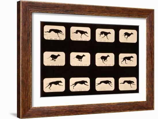 Greyhound, Running 'Animal Locomotion' Series, C.1881-Eadweard Muybridge-Framed Giclee Print