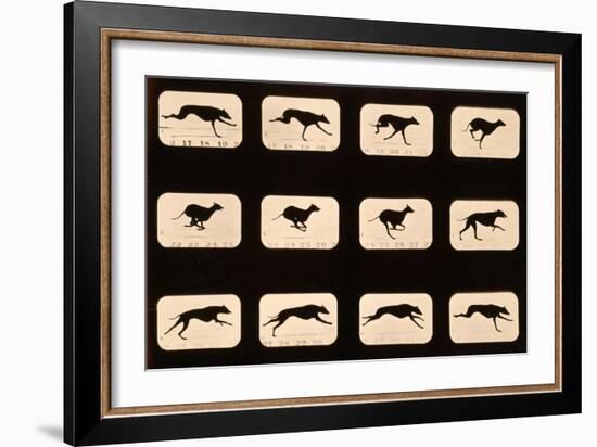 Greyhound, Running 'Animal Locomotion' Series, C.1881-Eadweard Muybridge-Framed Giclee Print