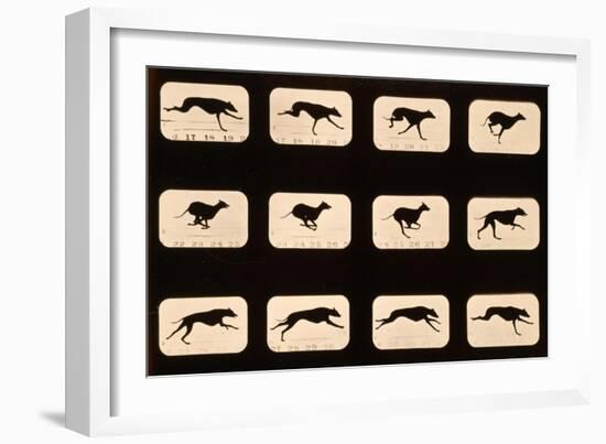 Greyhound, Running 'Animal Locomotion' Series, C.1881-Eadweard Muybridge-Framed Giclee Print