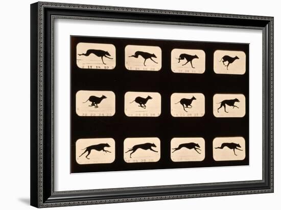 Greyhound, Running 'Animal Locomotion' Series, C.1881-Eadweard Muybridge-Framed Giclee Print