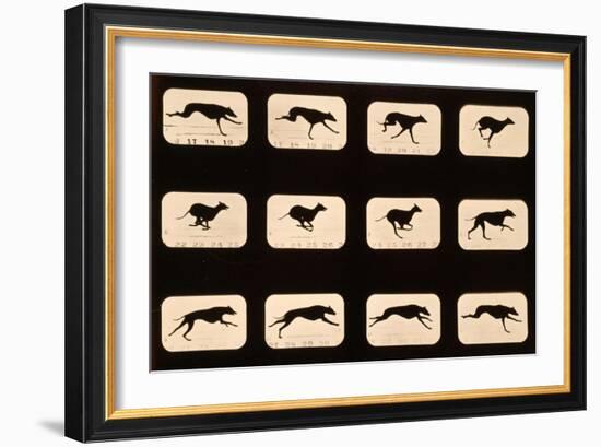 Greyhound, Running 'Animal Locomotion' Series, C.1881-Eadweard Muybridge-Framed Giclee Print