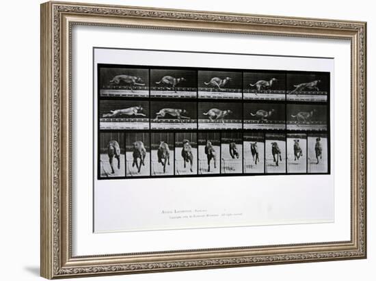 Greyhound Running, Plate 708 from 'Animal Locomotion', 1887-Eadweard Muybridge-Framed Giclee Print