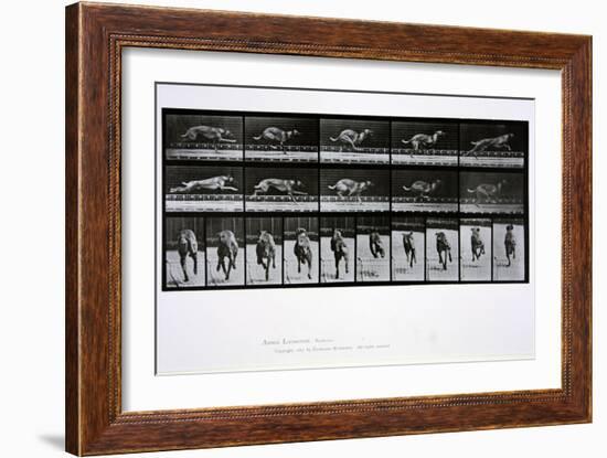 Greyhound Running, Plate 708 from 'Animal Locomotion', 1887-Eadweard Muybridge-Framed Giclee Print