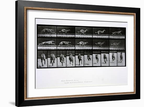 Greyhound Running, Plate 708 from 'Animal Locomotion', 1887-Eadweard Muybridge-Framed Giclee Print