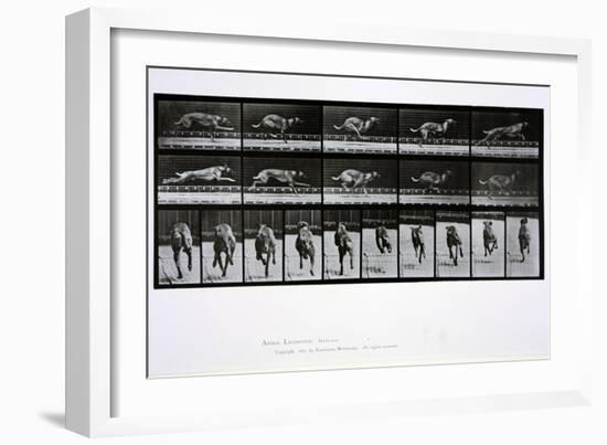 Greyhound Running, Plate 708 from 'Animal Locomotion', 1887-Eadweard Muybridge-Framed Giclee Print