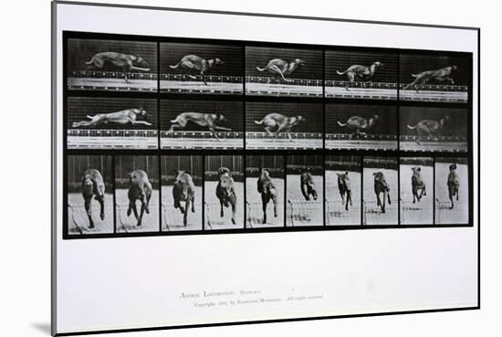 Greyhound Running, Plate 708 from 'Animal Locomotion', 1887-Eadweard Muybridge-Mounted Giclee Print