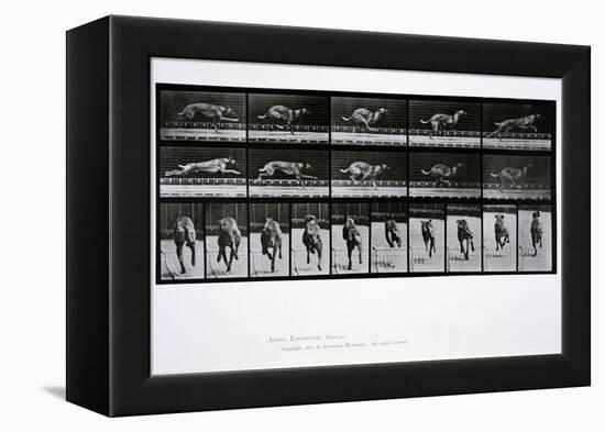 Greyhound Running, Plate 708 from 'Animal Locomotion', 1887-Eadweard Muybridge-Framed Premier Image Canvas