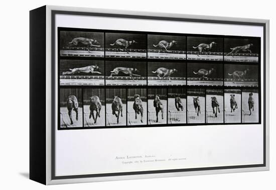 Greyhound Running, Plate 708 from 'Animal Locomotion', 1887-Eadweard Muybridge-Framed Premier Image Canvas