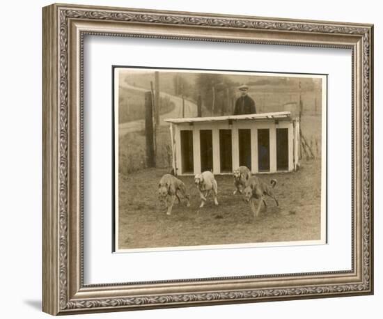 Greyhound Training-null-Framed Photographic Print