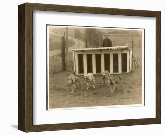 Greyhound Training-null-Framed Photographic Print