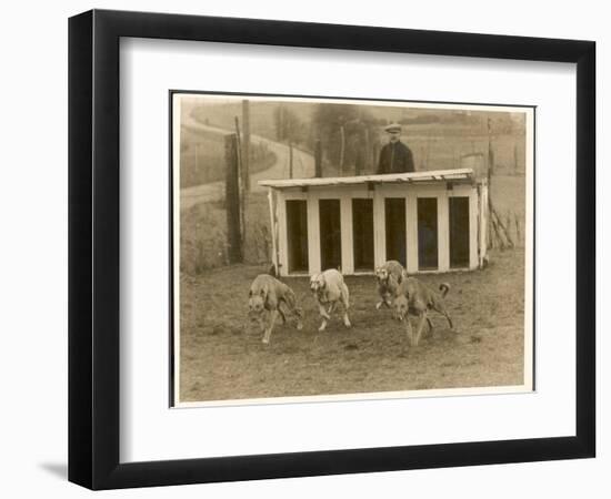 Greyhound Training-null-Framed Photographic Print