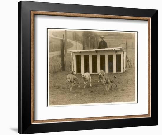 Greyhound Training-null-Framed Photographic Print