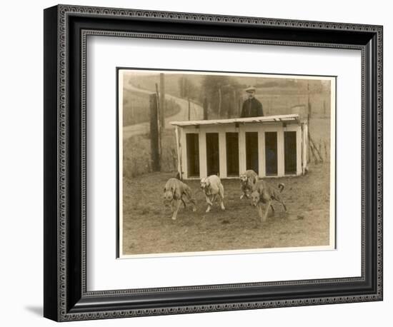 Greyhound Training-null-Framed Photographic Print