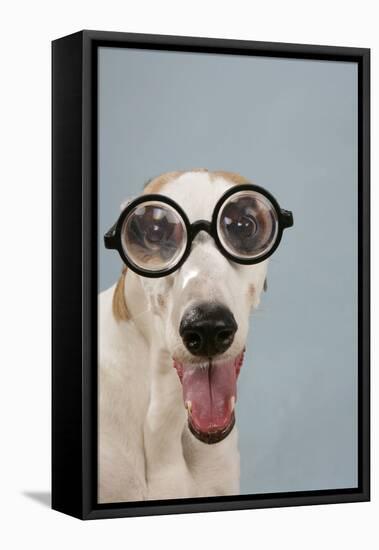 Greyhound Wearing Joke Magnified Glasses-null-Framed Premier Image Canvas
