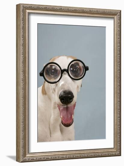 Greyhound Wearing Joke Magnified Glasses-null-Framed Photographic Print