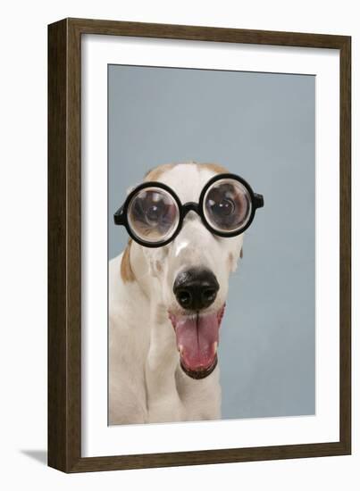 Greyhound Wearing Joke Magnified Glasses-null-Framed Photographic Print