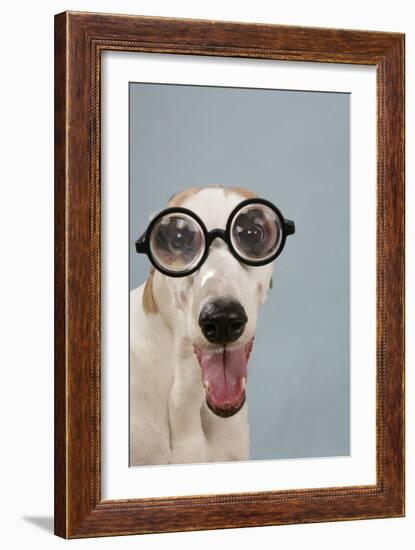 Greyhound Wearing Joke Magnified Glasses-null-Framed Photographic Print