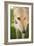 Greyhound-Karyn Millet-Framed Photographic Print