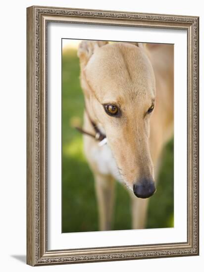 Greyhound-Karyn Millet-Framed Photographic Print