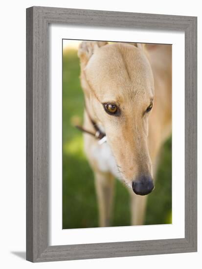 Greyhound-Karyn Millet-Framed Photographic Print