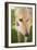 Greyhound-Karyn Millet-Framed Photographic Print