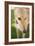 Greyhound-Karyn Millet-Framed Photographic Print