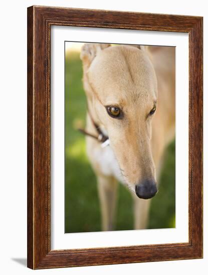 Greyhound-Karyn Millet-Framed Photographic Print