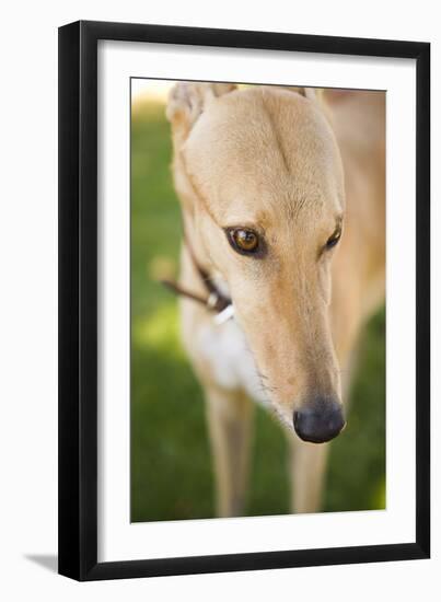 Greyhound-Karyn Millet-Framed Photographic Print