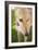 Greyhound-Karyn Millet-Framed Photographic Print