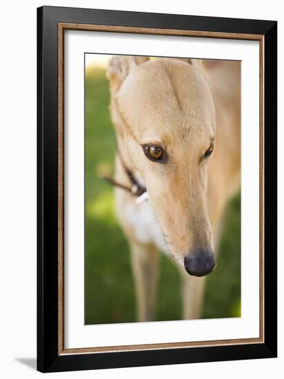 Greyhound-Karyn Millet-Framed Photographic Print