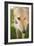 Greyhound-Karyn Millet-Framed Photographic Print