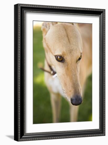 Greyhound-Karyn Millet-Framed Photographic Print
