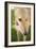 Greyhound-Karyn Millet-Framed Photographic Print