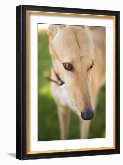 Greyhound-Karyn Millet-Framed Photographic Print