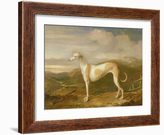 Greyhound-William Barraud-Framed Giclee Print