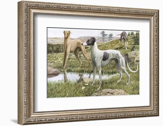 Greyhounds in Country-Louis Agassiz Fuertes-Framed Photographic Print