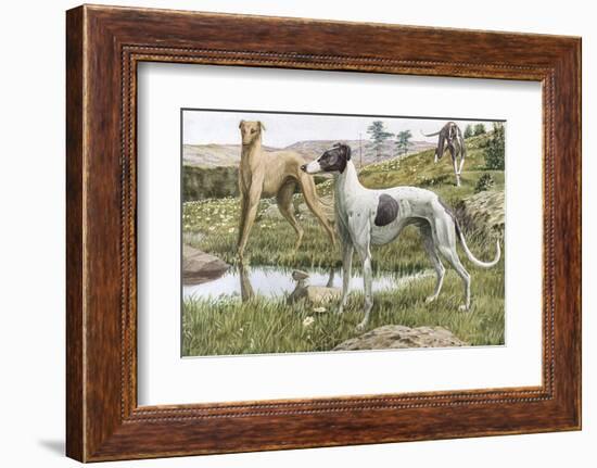 Greyhounds in Country-Louis Agassiz Fuertes-Framed Photographic Print