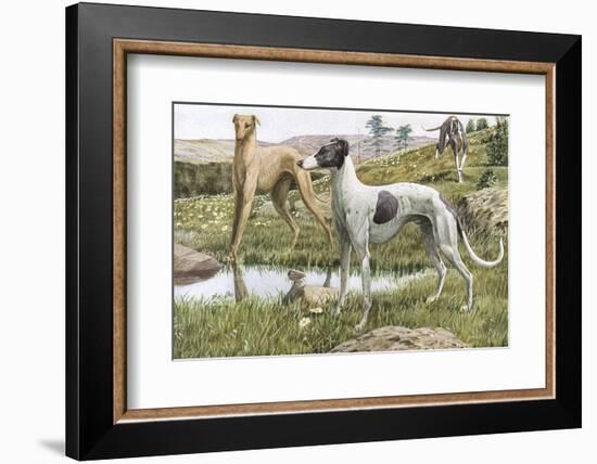 Greyhounds in Country-Louis Agassiz Fuertes-Framed Photographic Print