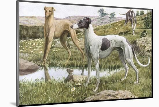 Greyhounds in Country-Louis Agassiz Fuertes-Mounted Photographic Print