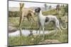 Greyhounds in Country-Louis Agassiz Fuertes-Mounted Photographic Print