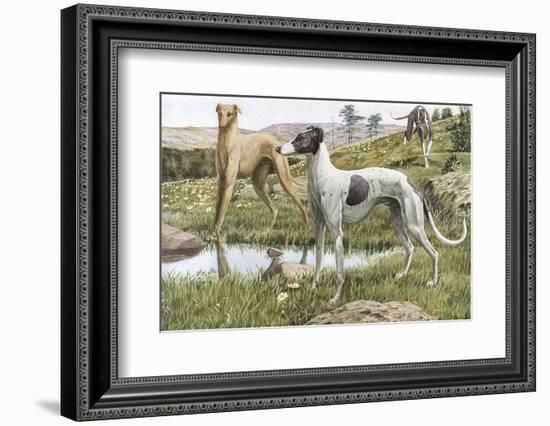 Greyhounds in Country-Louis Agassiz Fuertes-Framed Photographic Print